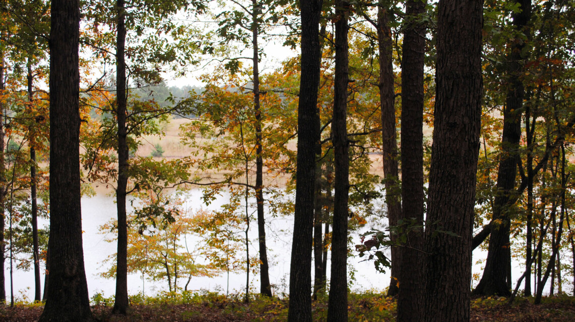 Adamson Lake, GA