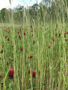 red-thistle-field