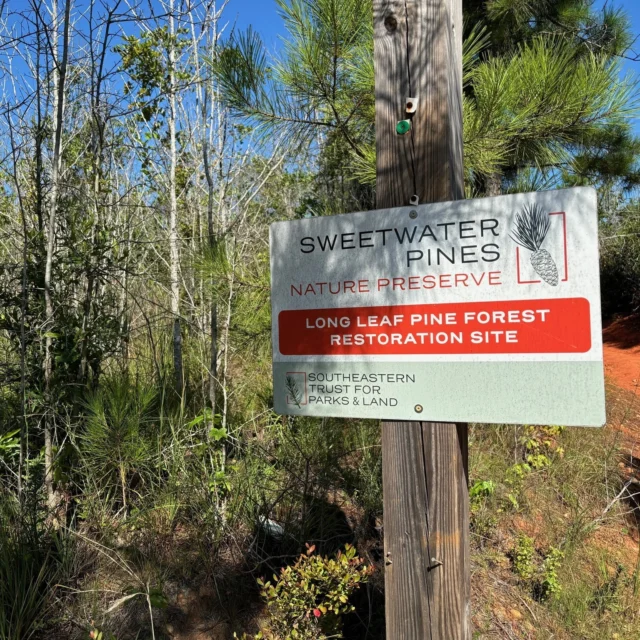 In early 2023 SE Trust planted 100,000 long leaf pine seedlings at 290-acre Sweetwater Pines Nature Preserve in Harris County, Ga. Thanks to good rain and good soil the seedlings are thriving with a high survival rate. The pictures were taken at a site visit in August 2024. These trees can live for 800+ years! But, first, they stay in a bush stage for 3-5 years as they grow deep root systems to survive in sandy soil. These seedlings are still in the bush stage. Once they emerge from the bush stage they will be in the rocket stage of fast upward growth until reaching full majority at 30+ years old.